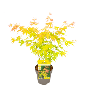 Acer palm. 'Jerre Schwartz' - Ø19cm - ↕40cm