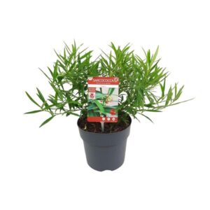 Sarcococca saligna -Ø17cm - ↕25cm