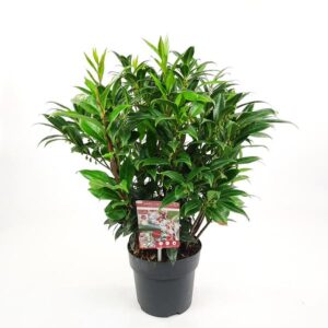 Sarcococca h. 'Winter Gem' - Ø19cm - ↕25cm