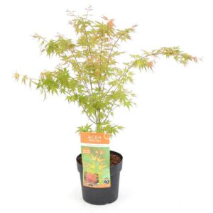 Acer palm. 'Wilson's Pink Dwarf' - Ø19cm - ↕40cm
