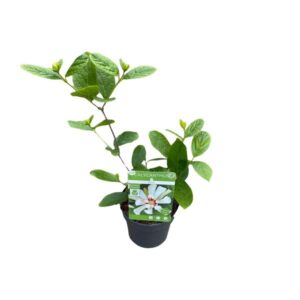 Sinocalycanthus 'Venus' - Ø13cm - ↕20cm
