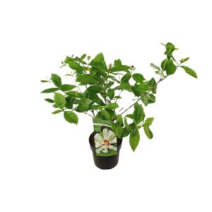 Sinocalycanthus 'Venus' - Ø19cm - ↕30cm