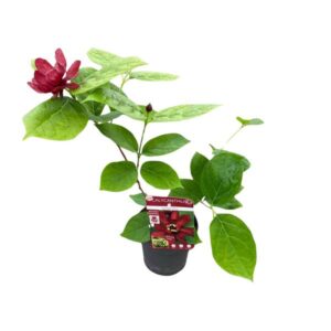 Sinocalycanthus 'Hartlage Wine'Â® - Ø13 - ↨20cm