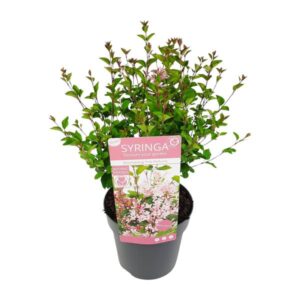 Syringa Bloomerang 'Pink Perfume' - Ø19cm - ↕40cm