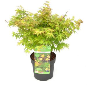 Acer palm. 'Little Princess' - Ø19cm - ↕30cm