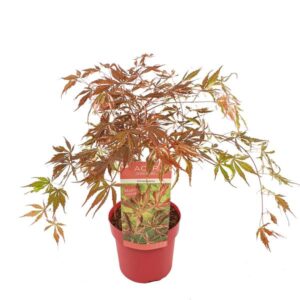 Acer palm. 'Extravaganza' - Ø19cm - ↕40cm