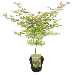 Acer palm. 'Ukigumo' - Ø19cm - ↕30cm