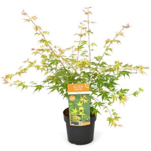 Acer palm. 'Katsura' - Ø19cm - ↕40cm