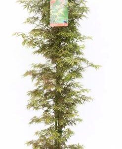 Acer palm. 'Jerre Schwartz' - Ø30cm - ↕140cm