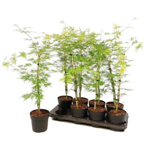 Acer palmatum Emerald Lace - Ø13cm - ↕20cm