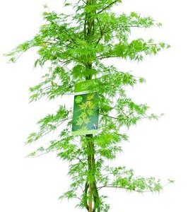 Acer palmatum Emerald Lace - Ø30cm - ↕140cm