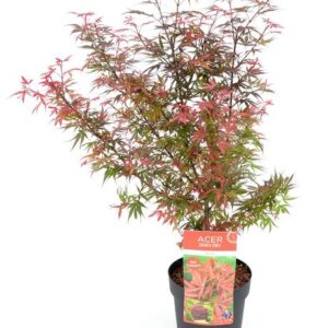 Acer palm. 'Shaina' - Ø19cm - ↕70cm
