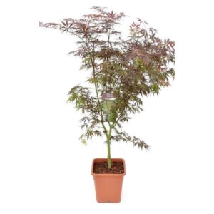 Acer palm. 'Sumi-nagashi' - Ø30cm - ↕130cm