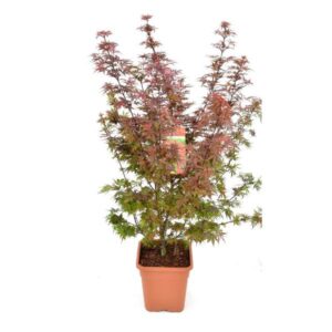 Acer palm. 'Shaina' - Ø30cm - ↕130cm
