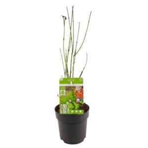 Acer palmatum Going Green - Ø13cm - ↕20cm