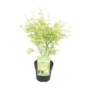 Acer palm. 'Butterfly' - Ø15cm - ↕30cm