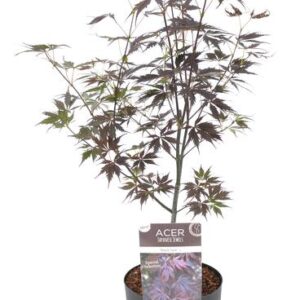 Acer palm. 'Black Lace' - Ø19cm- ↕40cm