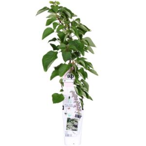 Schizophragma hydr. Rose Sensation - Klimhortensia - Ø15cm - ↕65cm