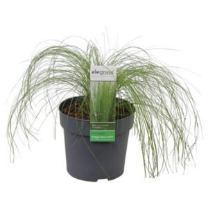 Stipa tenuissima 'Ponytails' - Ø14cm - ↕30cm