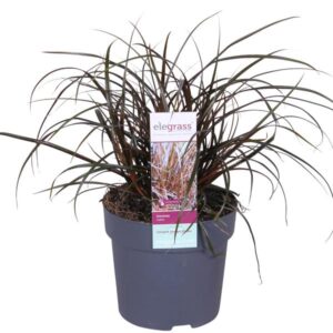 Uncinia Rubra - Ø14cm - ↕30cm