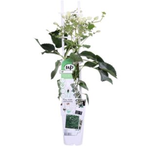 Schizophragma hydr. Snow Sensation - Klimhortensia - Ø15cm - ↕65cm