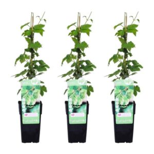3x - Humulus lupulus 'Nordbrau' - ↨65cm - Ø15