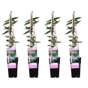 4x - Lonicera henryi - ↨65cm - Ø15