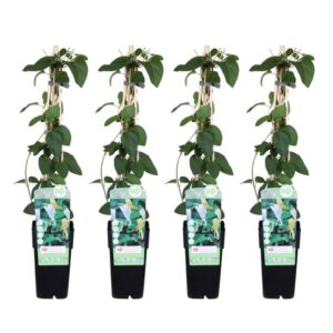 4x - Lonicera japonica 'Halliana' - ↨65cm - Ø15