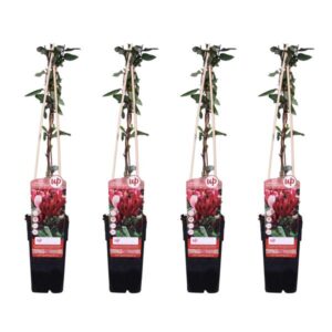 4x - Lonicera japonica 'Red World' - ↨65cm - Ø15