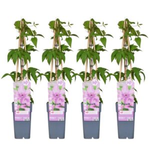 4x - Clematis Hagley Hybrid - ↨65cm - Ø15