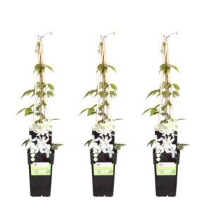 3x - Clematis Montana 'Grandiflora' - ↨65cm - Ø15