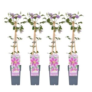 4x - Clematis Piilu - ↨65cm - Ø15