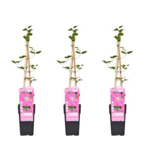3x - Clematis Ville de Lyon - ↨65cm - Ø15