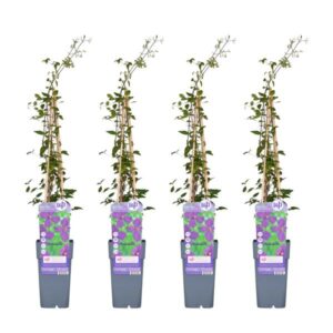 4x - Clematis Viticella 'Polish Spirit' - ↨65cm - Ø15