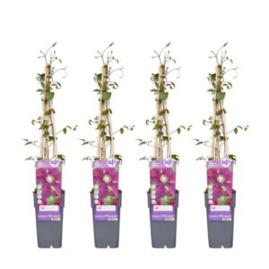4x - Clematis Warszawska Nike - ↨65cm - Ø15