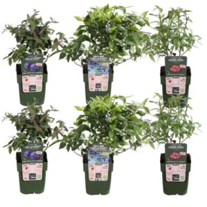6x - Vaccinium corymbosum - ↨45cm - Ø13