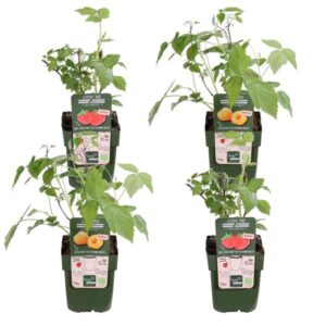 4x - Rubus 'Autumn' Mix - ↨45cm - Ø13
