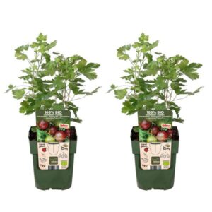 2x - Ribes EasycrispÂ® 'Lady Sun' - ↨45cm - Ø13