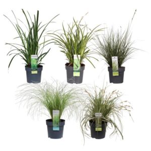 5x - Carex mix - ↨30cm - Ø14