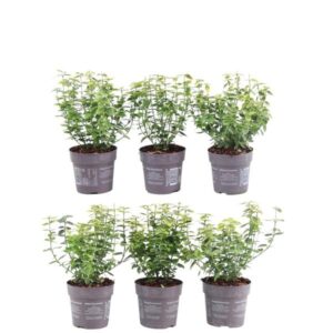 Plants by Frank - 1 meter gele Kardinaalsmuts haag - Euonymus fortunei 'Emerald Gold' - Set van 6 winterharde haagplanten - Groenblijvende haag - Vers van de kwekerij geleverd
