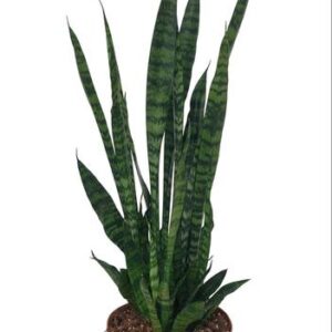 Sansevieria Zeylanica - Ø17cm - ↕75cm