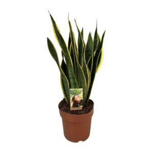Sansevieria Trifasciata Laurentii - Ø21cm - ↕60cm