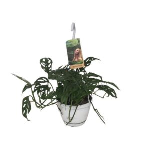 Monstera Obliqua - Ø17cm - ↕40cm
