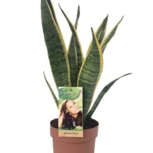 Sansevieria Laurentii - Ø14cm - ↕50cm