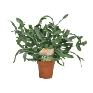 Phlebodium Blue Star - Ø12cm - ↕35cm