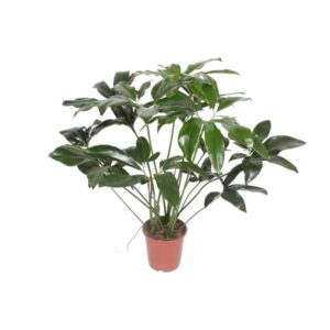Philodendron Green Wonder - Ø27cm - ↕90cm