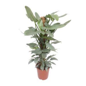 Philodendron Hastatum - Ø27cm - ↕130cm