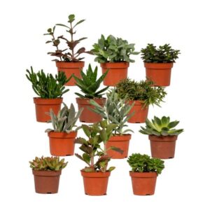 Succulenten Mix - 1 stuk - Ø10,5cm - ↕12cm