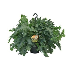 Phlebodium Davana - Ø20cm - ↕40cm