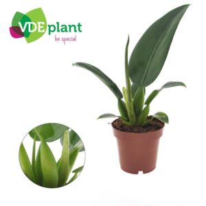 Philodendron Pacova - Ø12cm - ↕25cm